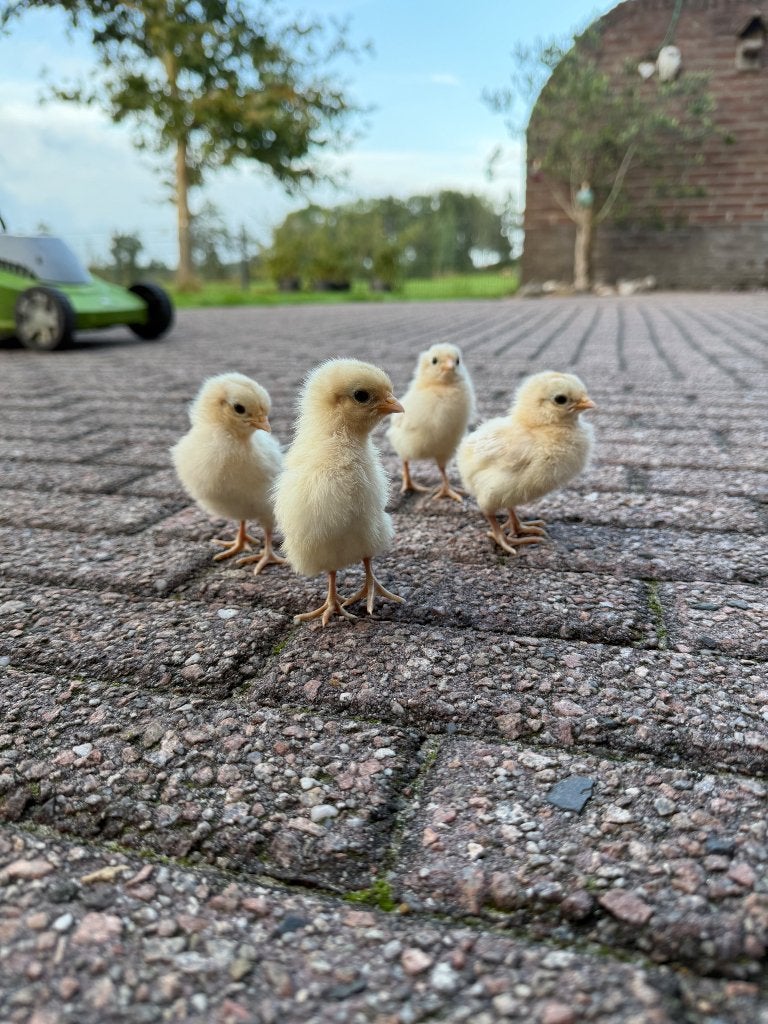 Kuikens, Dieren en Toebehoren, Meerdere dieren, Kip
