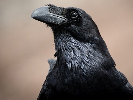 GEZOCHT: Raaf, Geslacht onbekend, Wildzangvogel, Geringd