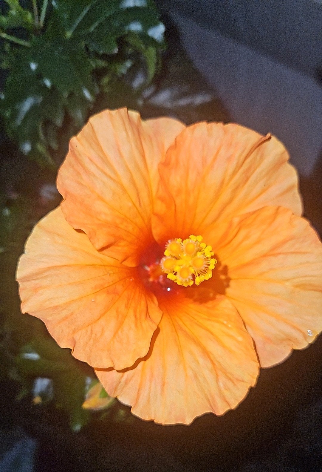Mooie oranje Hibiscus (Chinese Roos), Ophalen of Verzenden, Volle zon