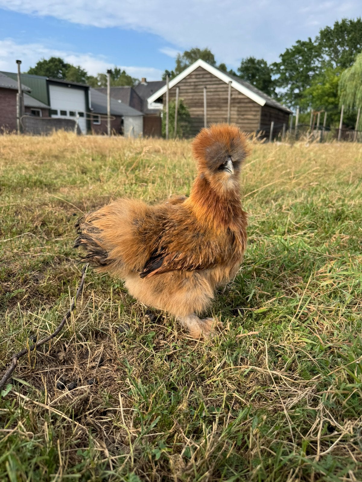 Usa Zijdehoen hen, Dieren en Toebehoren, Pluimvee, Vrouwelijk, Kip