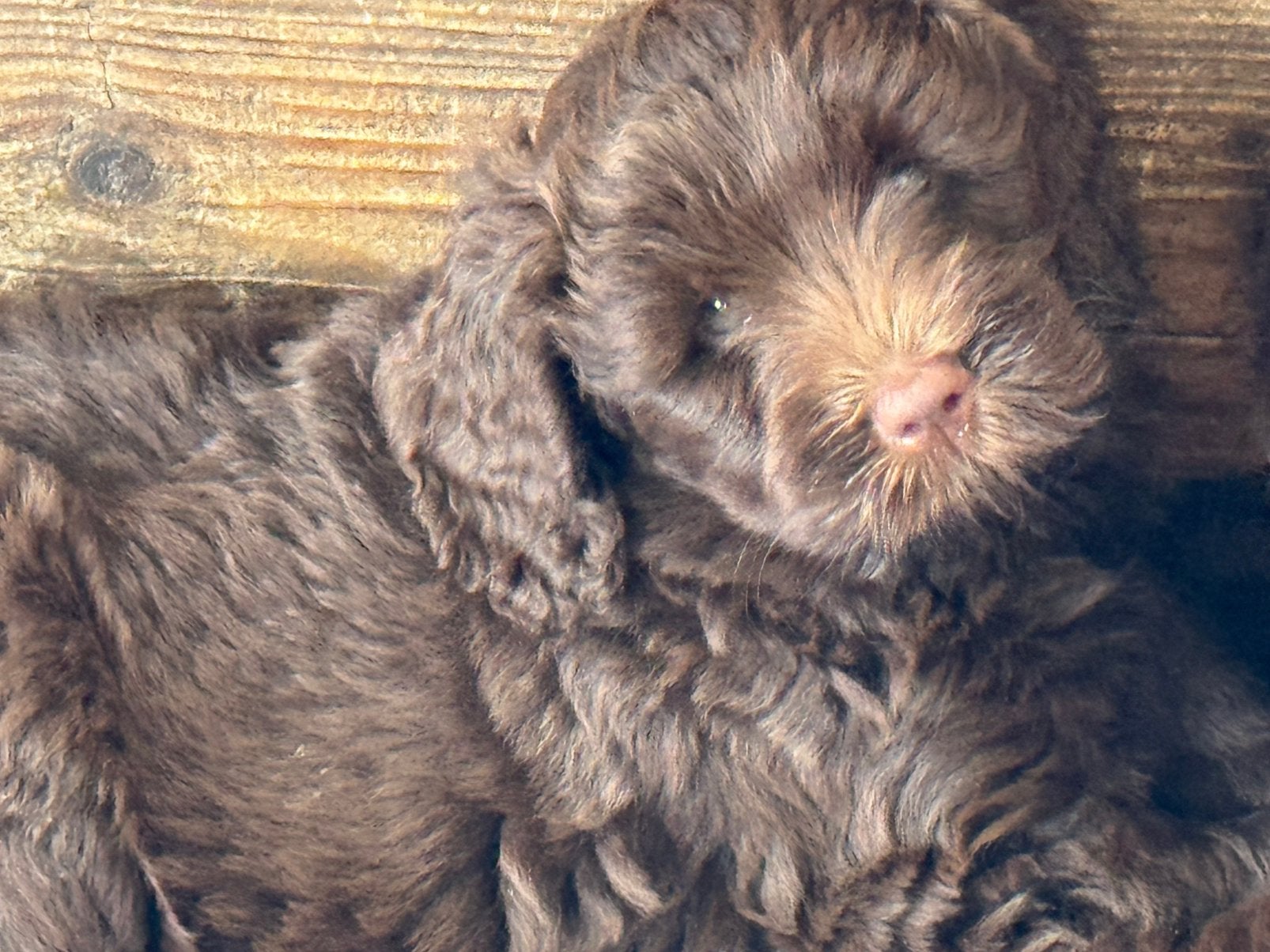 Labradoodle pups (2 teefjes) goedgekeurd, mogen verhuizen, Overige rassen, CDV (hondenziekte), 8 tot 15 weken, Meerdere