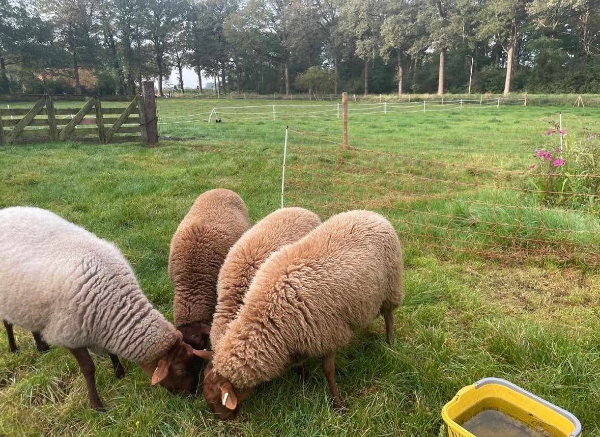 Solognote ooien (fokcirkel c), Vrouwelijk, Schaap