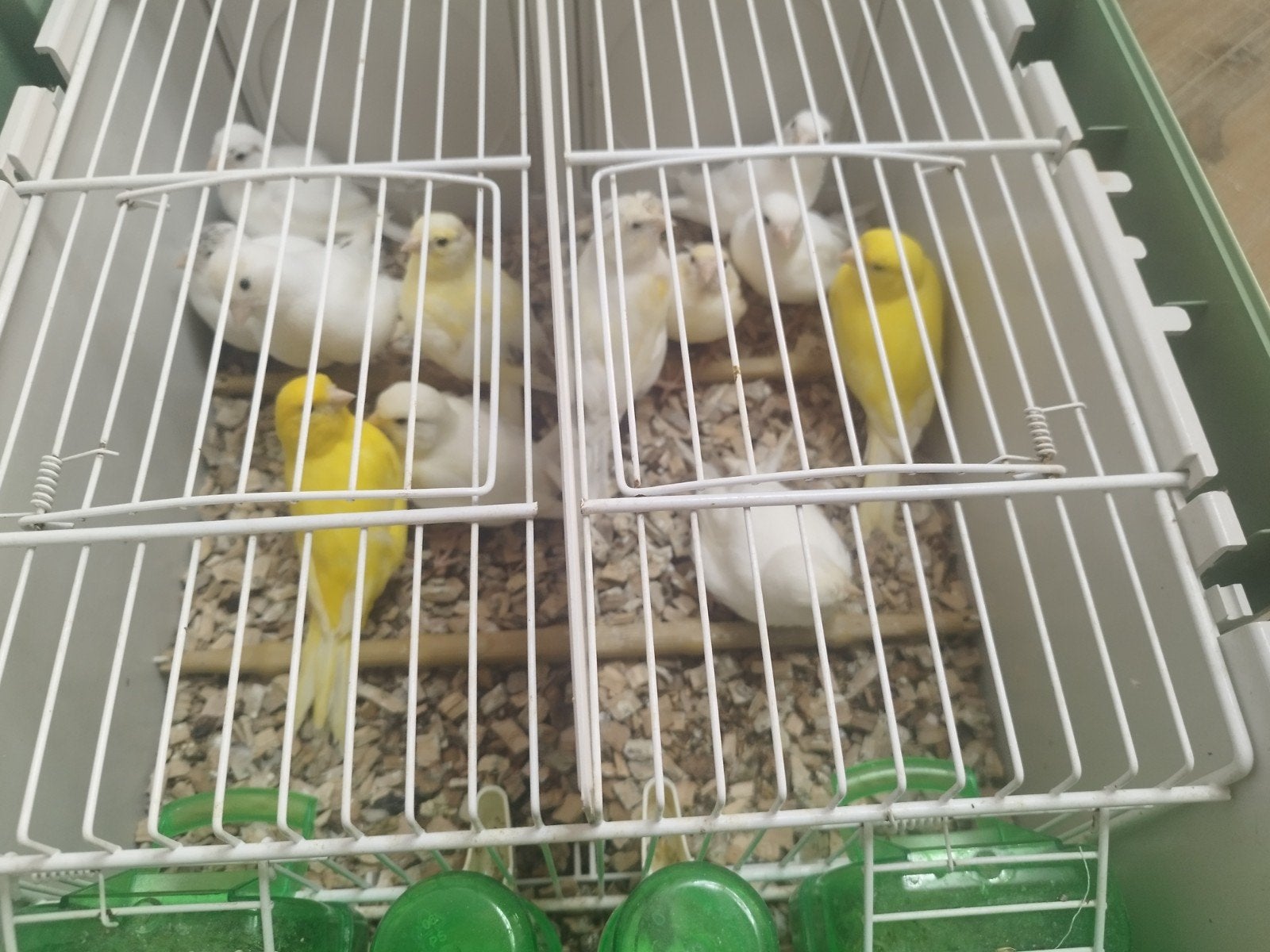 Kanari, Dieren en Toebehoren, Vogels | Kanaries, Mannelijk
