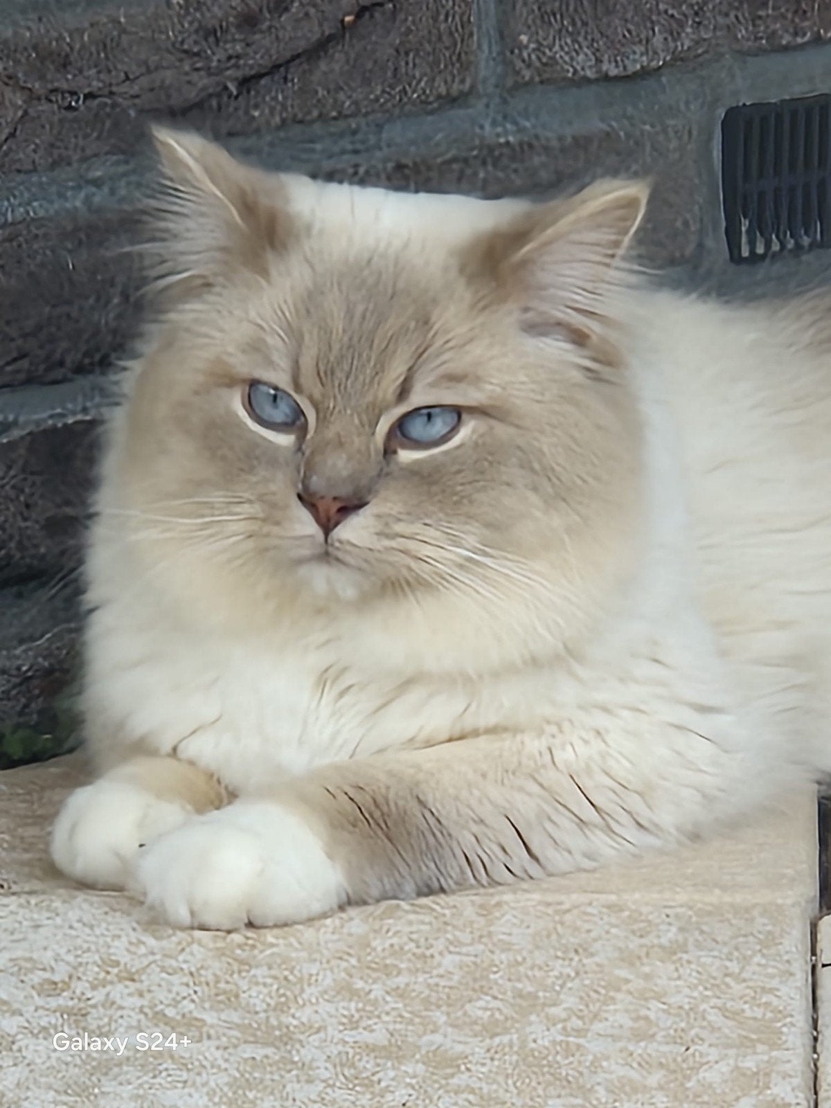 Ragdoll dekkater, Kater, Met stamboom