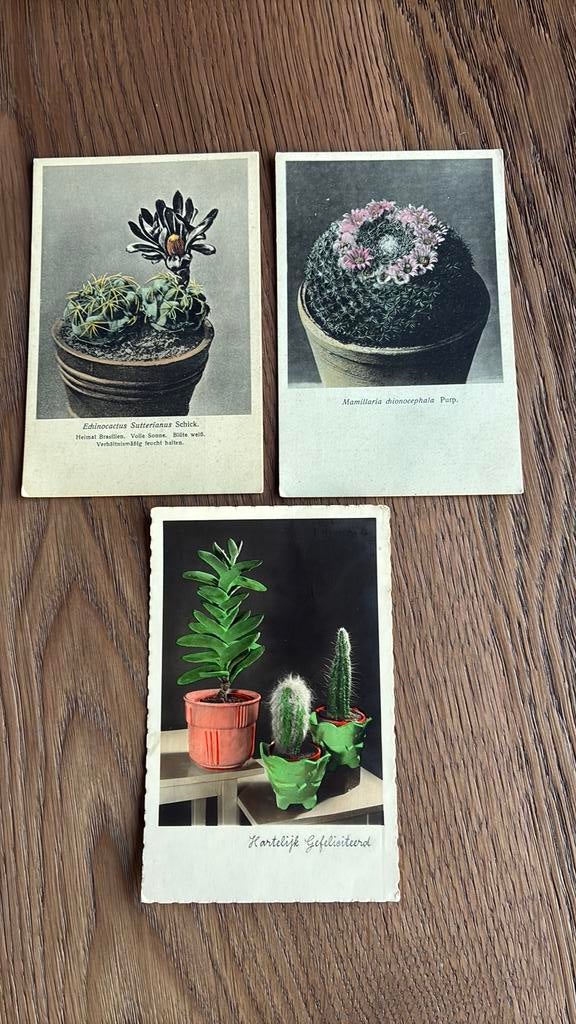 Cactus. 3 kaarten met cactussen., Ophalen of Verzenden, 1920 tot 1940