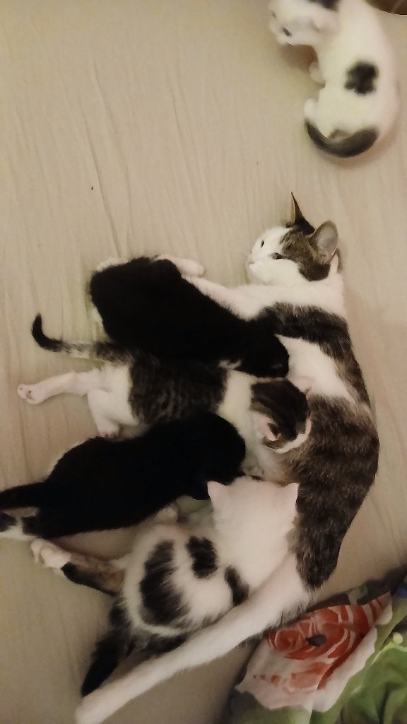 Kittens zoeken baasjes, Dieren en Toebehoren, Ophalen, Overig speelgoed