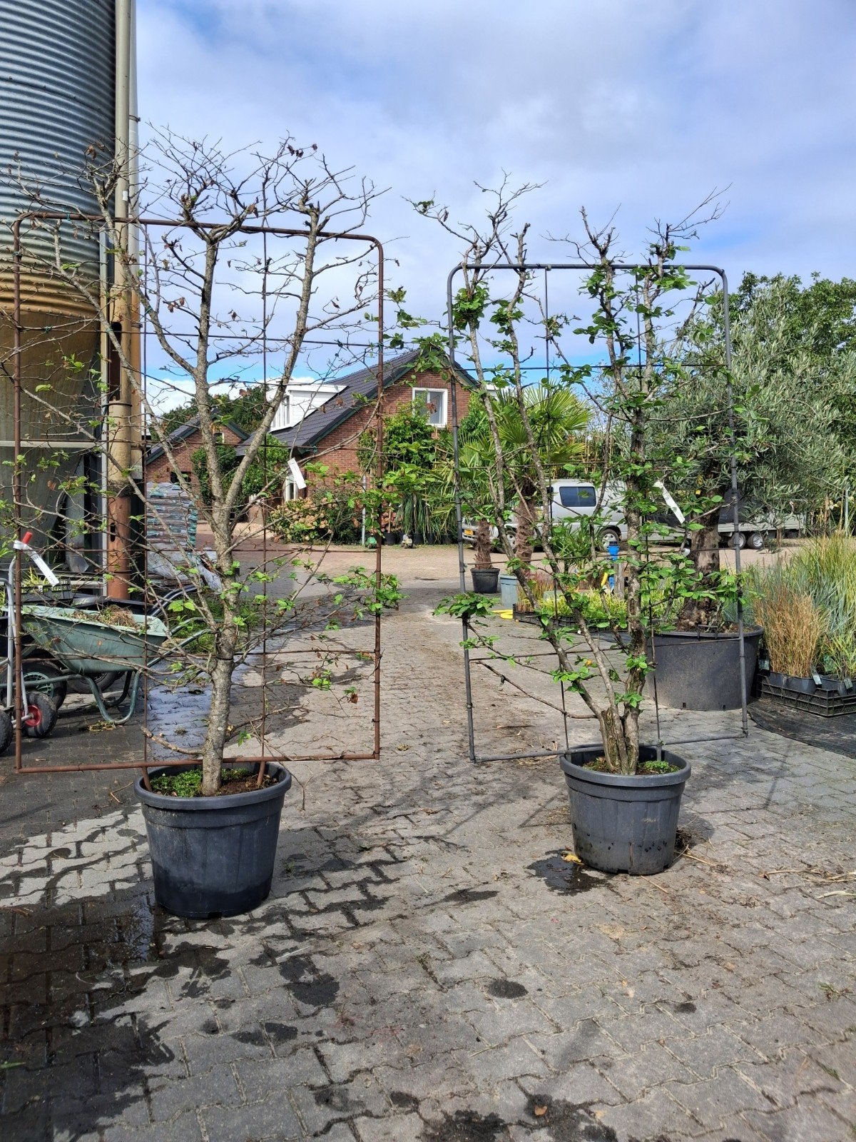 2x Kant-en-klaar Haag Carpinus Betulus (Haagbeuk), Tuin en Terras, Planten | Struiken en Hagen, Ophalen of Verzenden, Beukenhaag