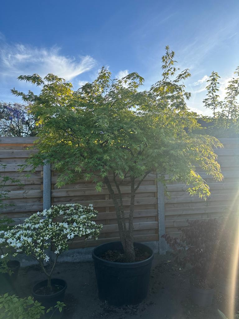 Prachtige Japanse Esdoorn in pot - Acer Palmatum, Halfschaduw, Overige soorten, Lente, 250 tot 400 cm