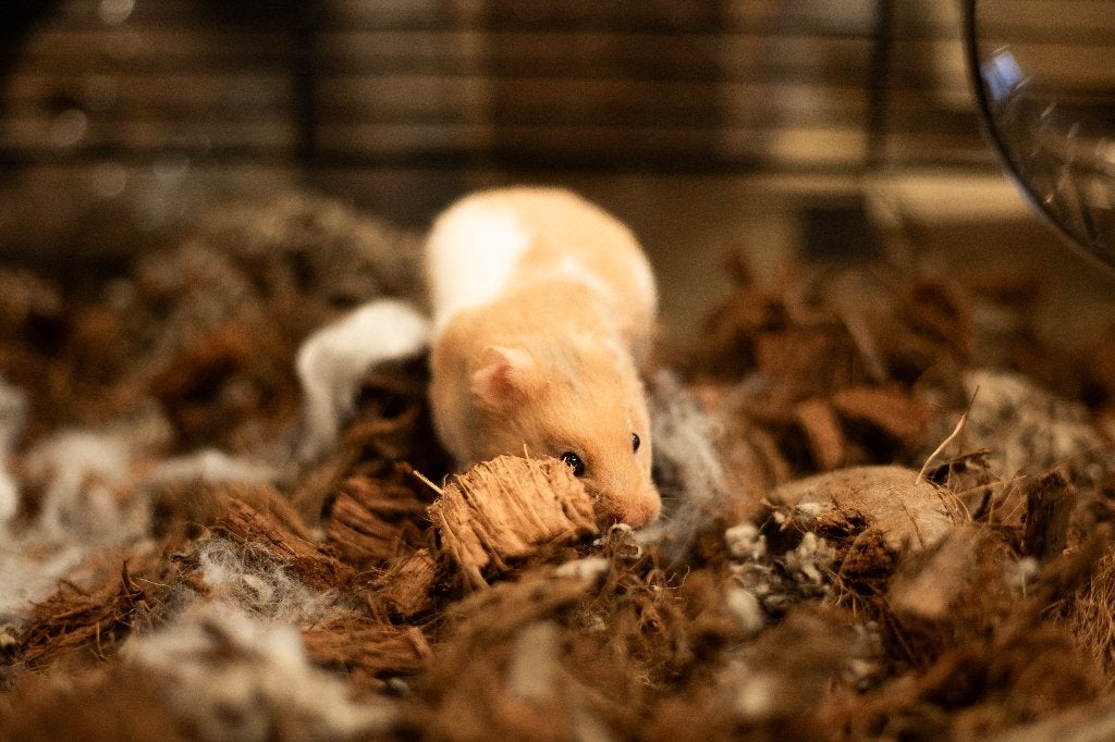 Goudhamsters | Jonge hamsters | Goed tam te maken, Dieren en Toebehoren, Knaagdieren, Hamster, Juni, Vrouwelijk, Tam