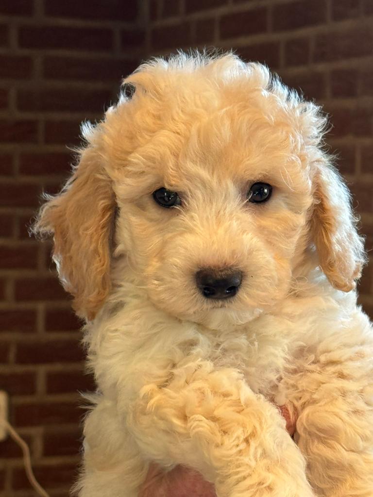 Beeldschone mini Maltipoo pups! Geschikt bij allergie, Poedel, Parvo, Nederland, 8 tot 15 weken
