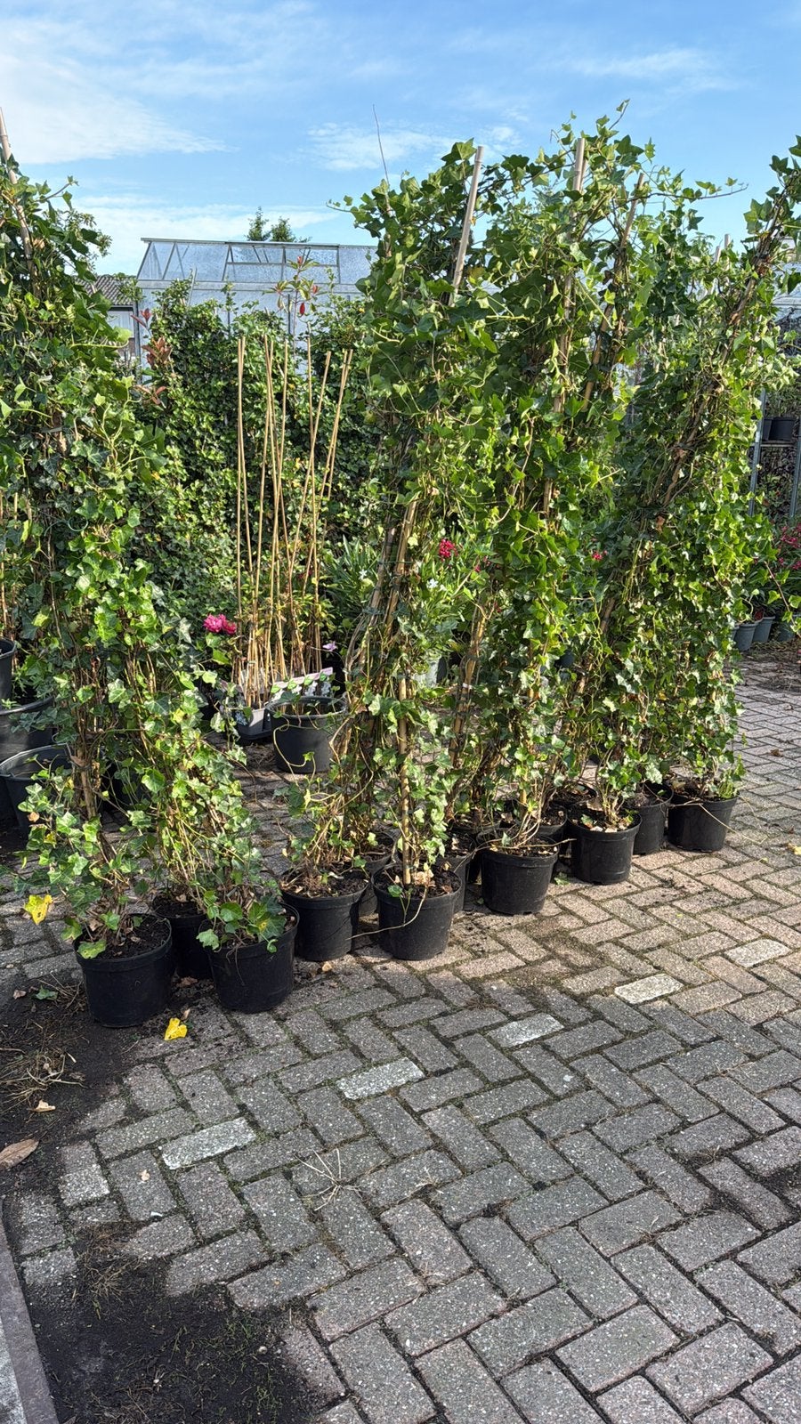 Hedera super grote planten hoog 225+  snel dicht, Ophalen, Vaste plant, Bloeit niet, Halfschaduw