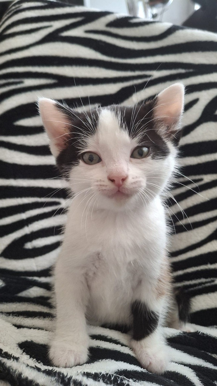 Mooie Europese korthaar poes (gereserveerd), Meerdere dieren, Ontwormd