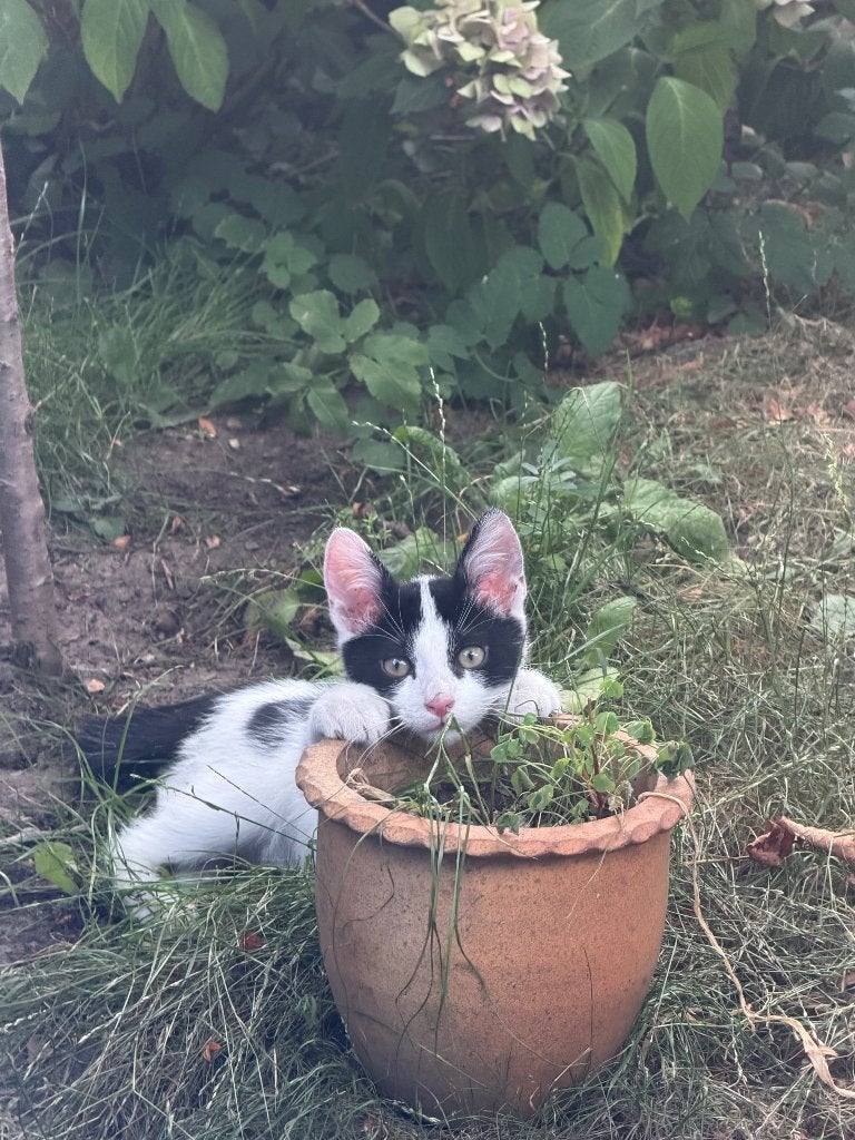 Rami (kitten) 3 maanden, Kater, 0 tot 2 jaar