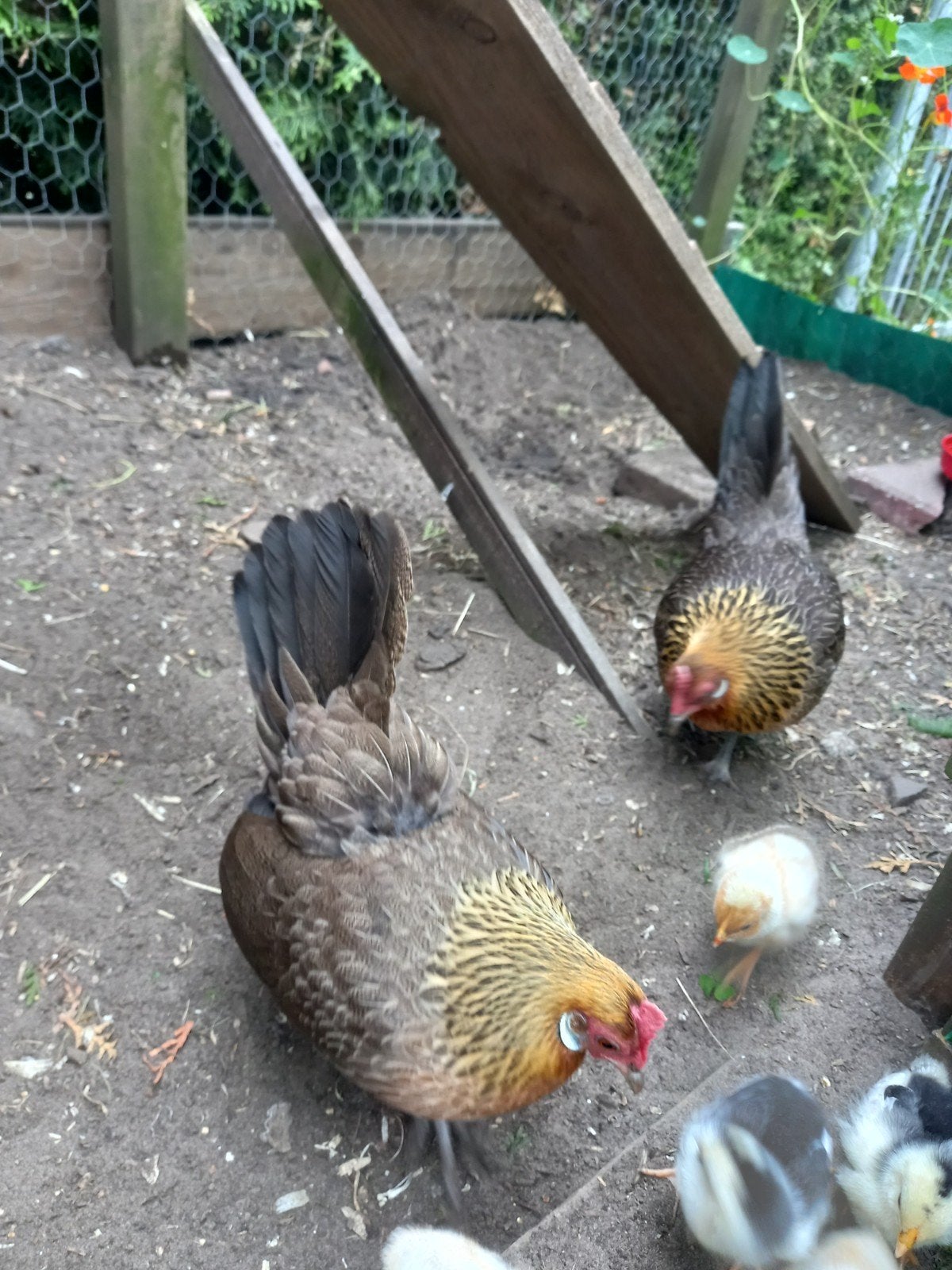 Gratis af te halen, 1 Hollandse kriel hen, Dieren en Toebehoren, Vrouwelijk, Kip