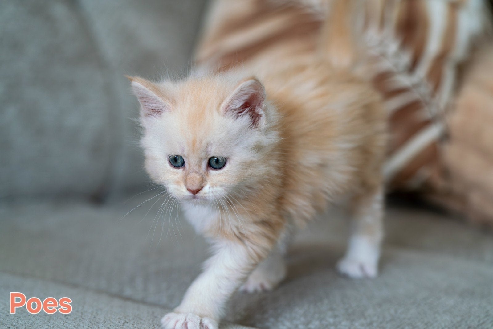 Prachtige Maine Coon Kittens, Meerdere dieren, Langharig, 0 tot 2 jaar