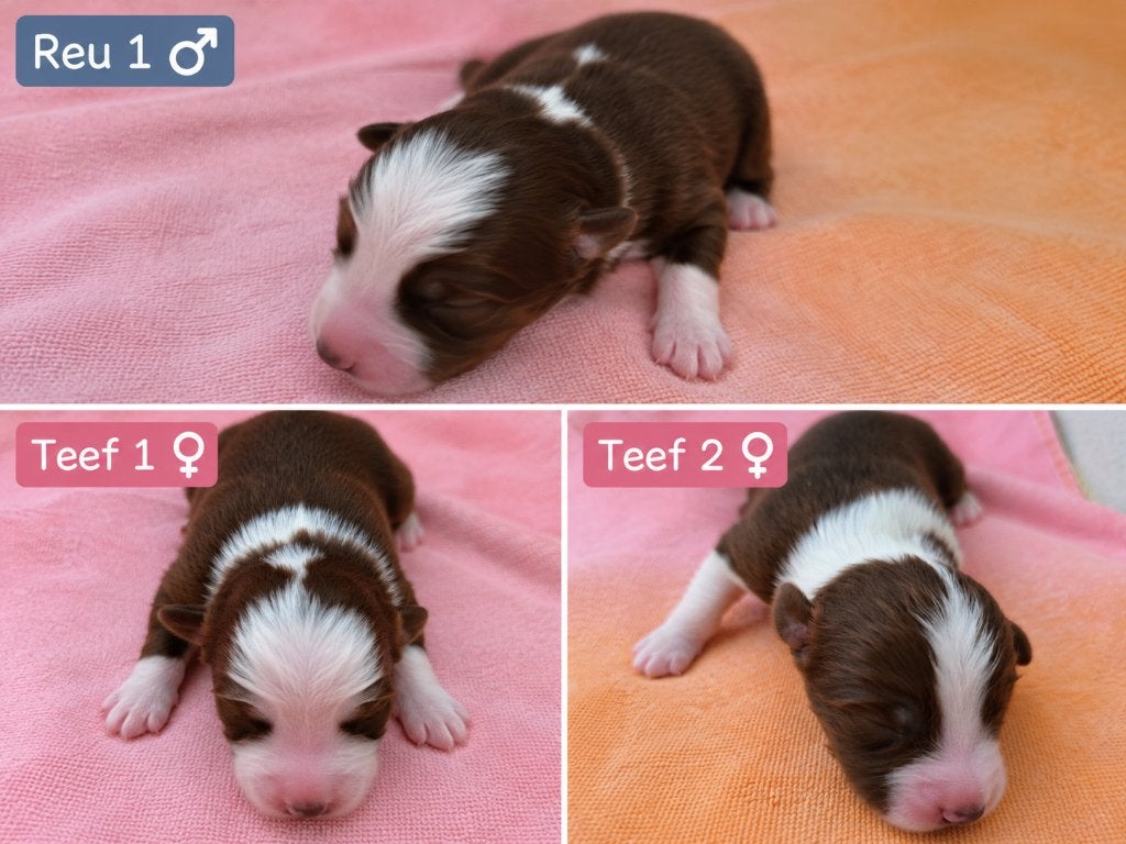 Pups Australian Shepherd, Fokker | Hobbymatig, 15 weken tot 1 jaar, Overige rassen, Buitenland