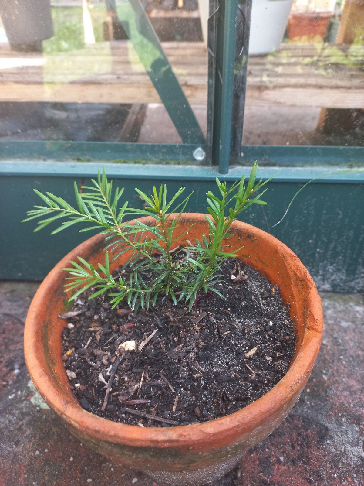 Taxus stek 2 jaar oud, alleen afhalen €3, Tuin en Terras, Ophalen, Bloeit niet, Overige soorten, Volle zon