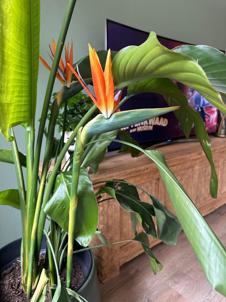 Silk-ka Strelitzia Zijde Bloem - 95 cm Oranje Kunstbloem (m2400545363)   Woonaccessoires | Kunstplanten en Kunstbloemen  Marktplaats