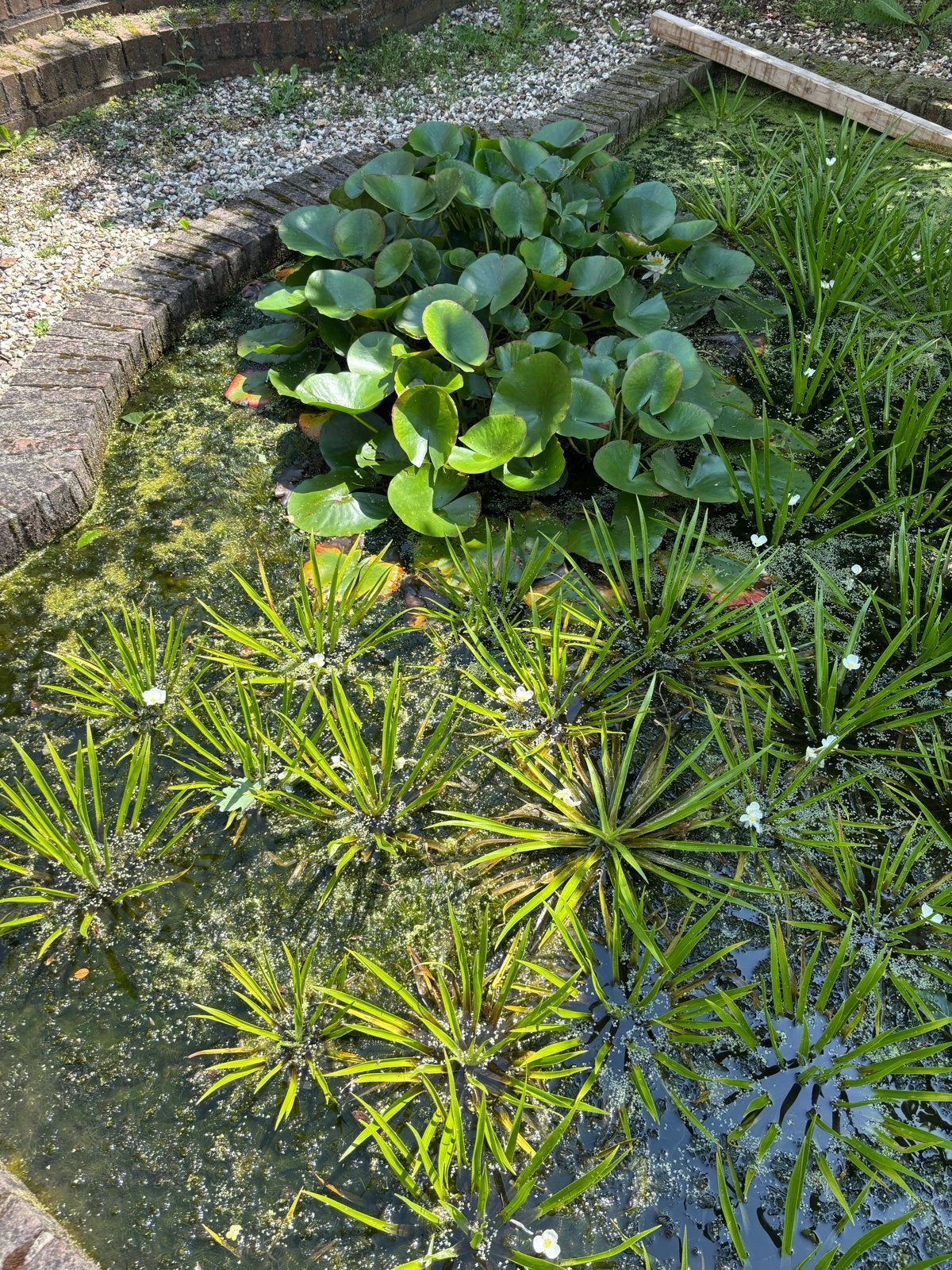 Krabbescheer grote zuurstofplanten voor vijver, Tuin en Terras, Vijvers, Ophalen, Gebruikt