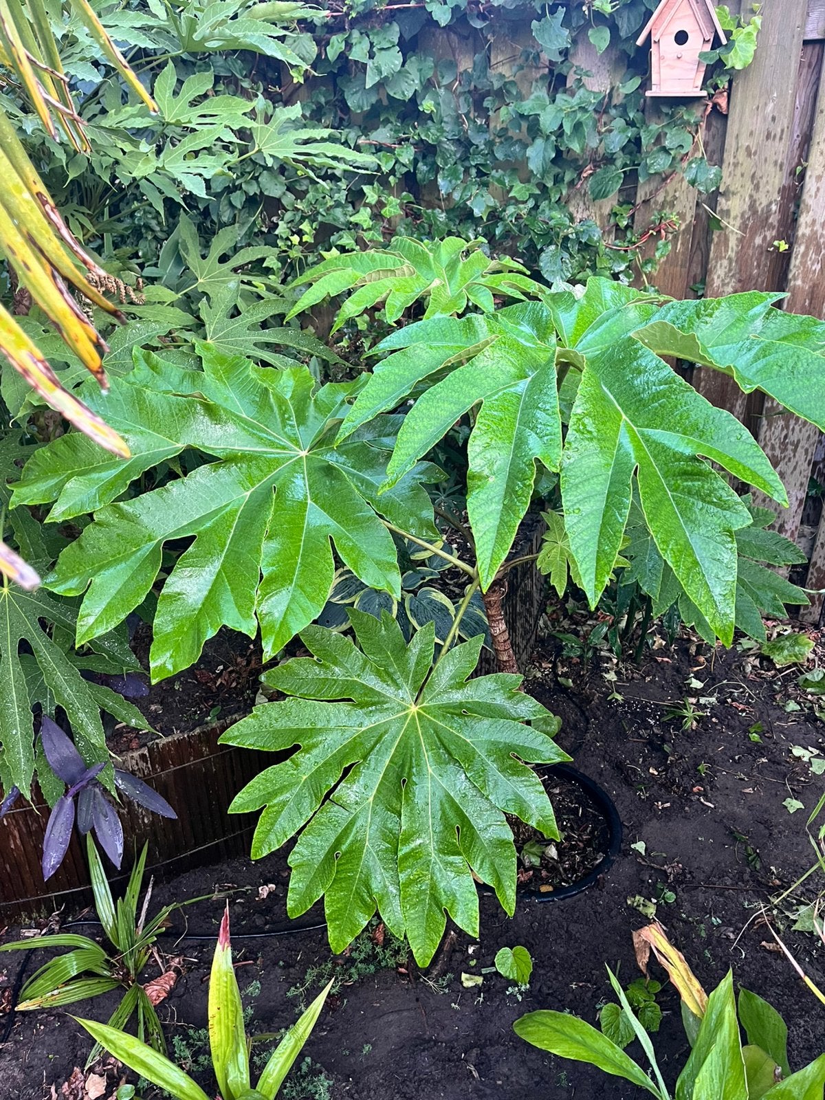 Tetrapanax papyrifer rex, Vaste plant, Halfschaduw, Herfst, Ophalen