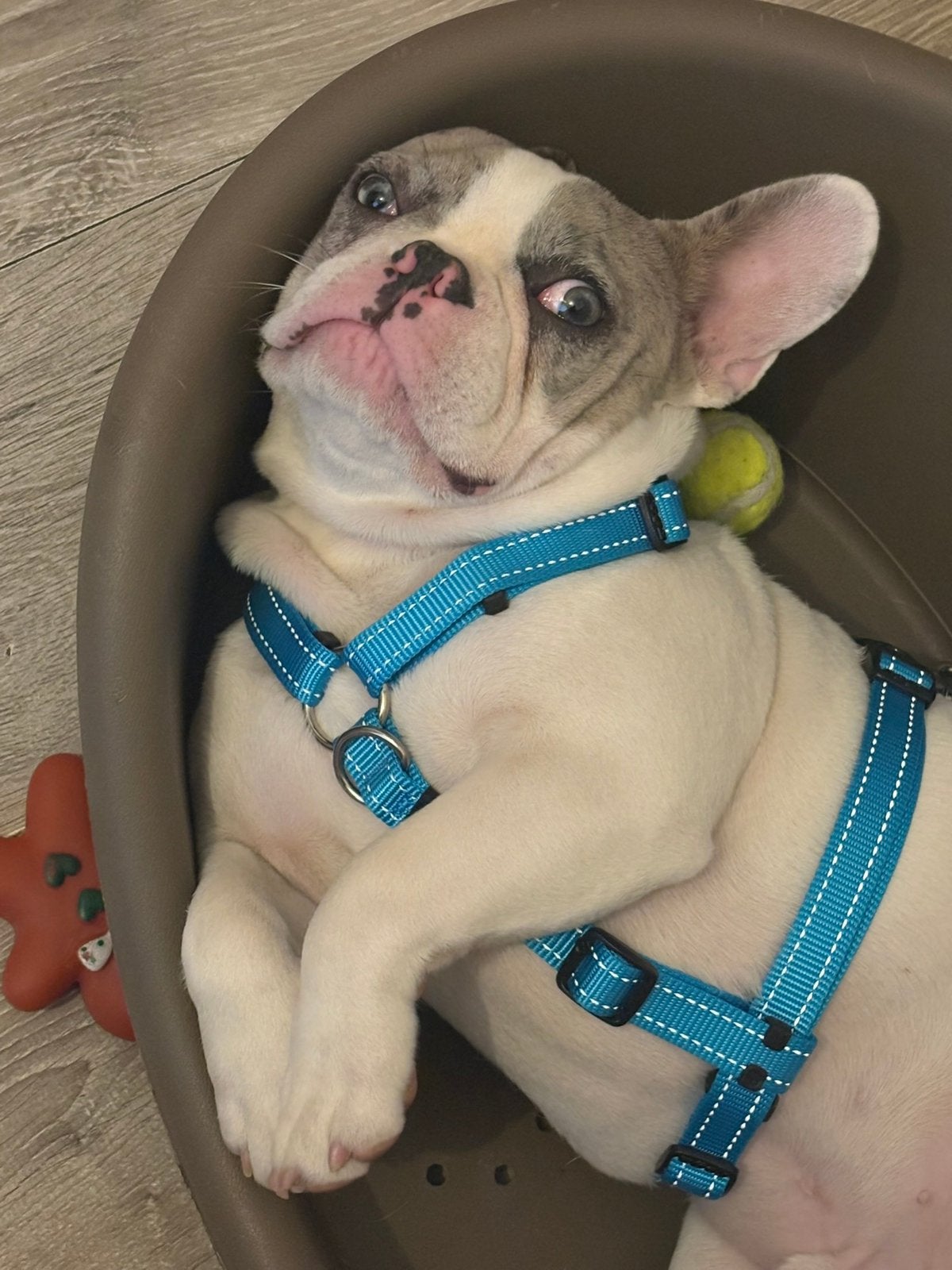 Franse Bulldog, Dieren en Toebehoren, 15 weken tot 1 jaar, Reu, Bulldog, Eén hond