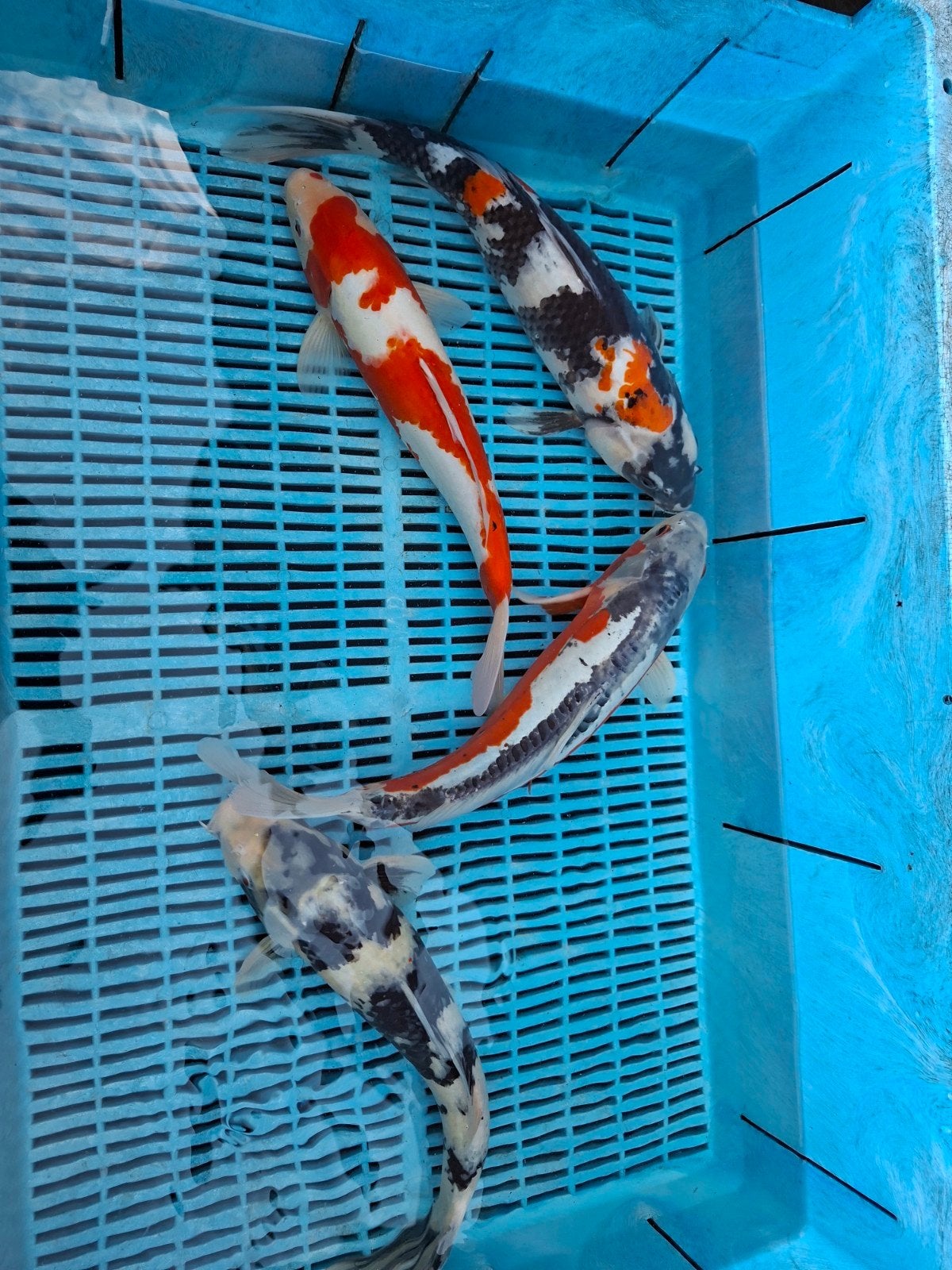 15 koi, Karper of Koi