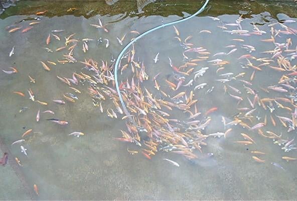 baby koi van 7/10 cm vanaf 2,40 €/stuk., Karper of Koi