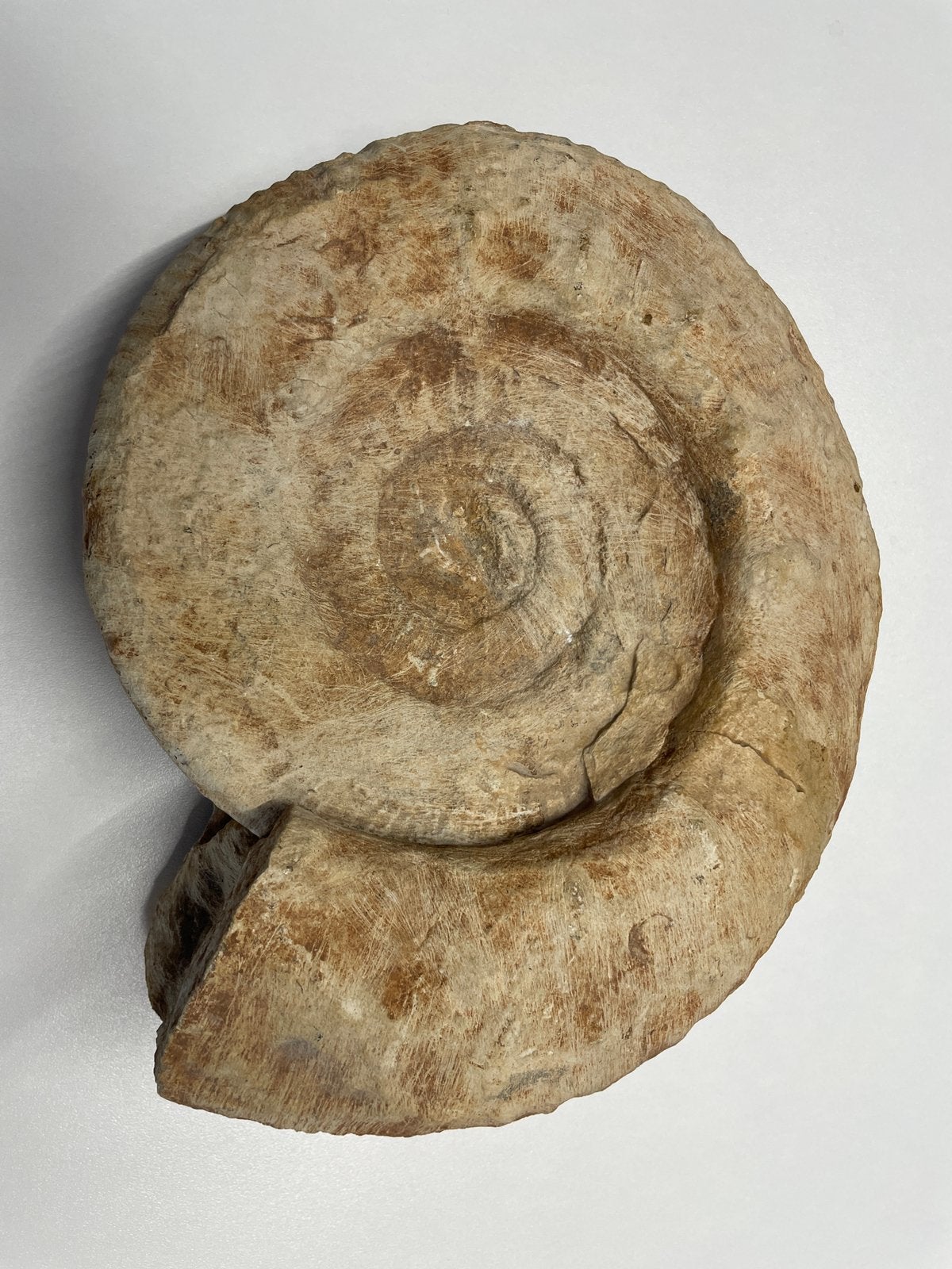 Grote ammoniet fossiel  25 cm – decoratief verzamelobject, Verzamelen, Mineralen en Fossielen, Verzenden, Fossiel