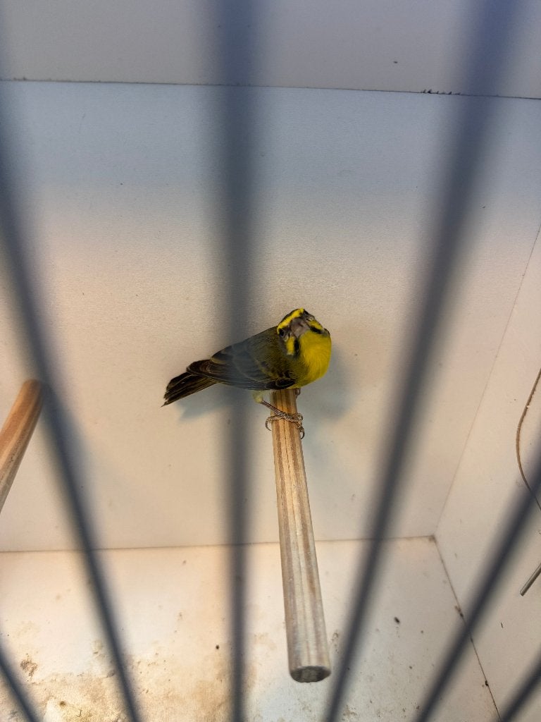 Mozambique Sijzen – te koop, Meerdere dieren, Tropenvogel, Geringd