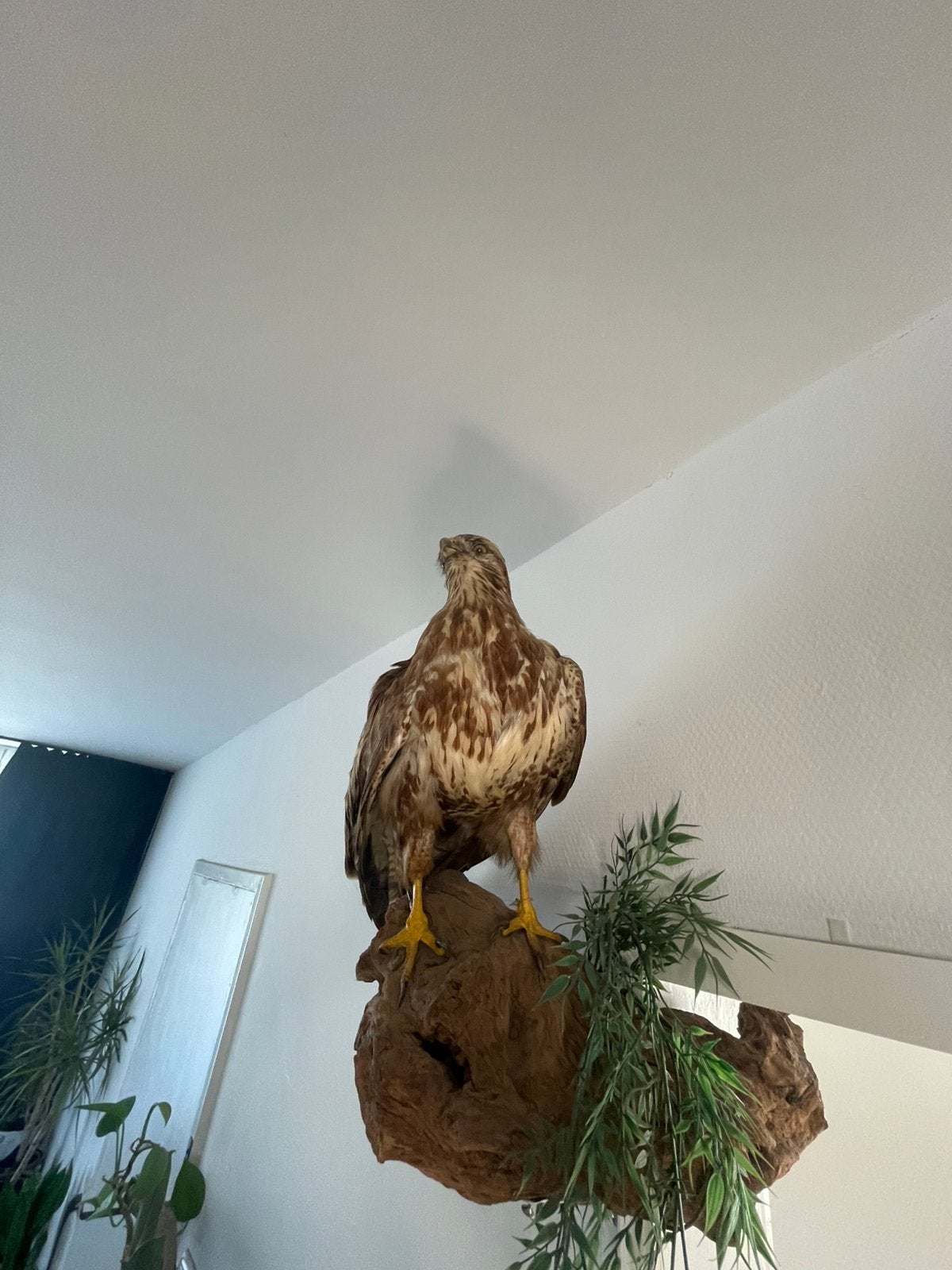 Mooie opgezette buizerd uit de rand van Denemarken, Ophalen of Verzenden