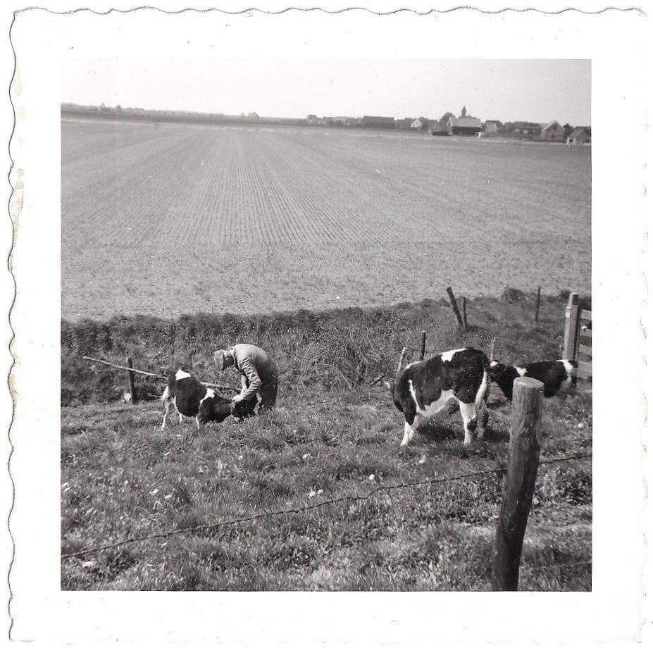 Foto ca. 1935 - Boer met Koeien - Koe Veeteelt, Gebruikt, Foto, Ophalen of Verzenden, Voor 1940