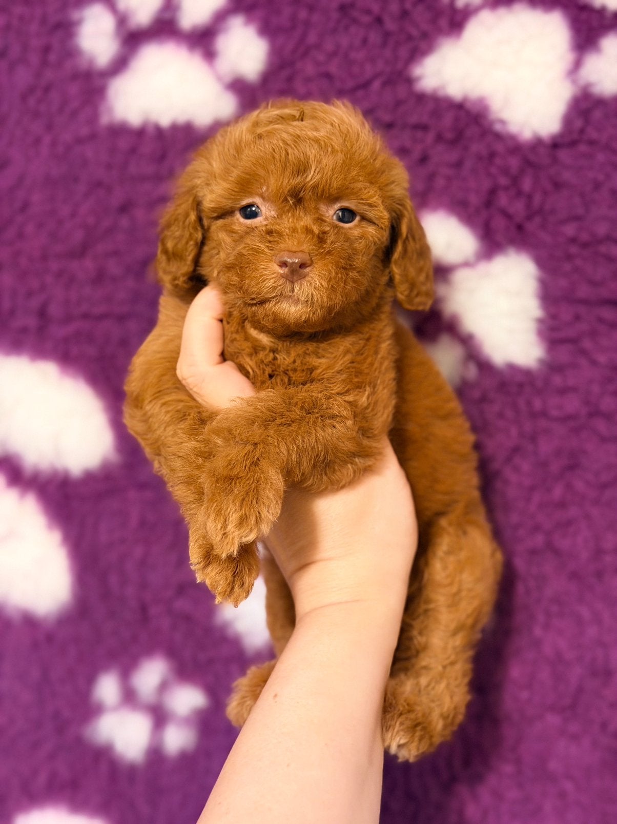 Mini labradoodle/mini doodles te koop, Overige rassen, CDV (hondenziekte), 8 tot 15 weken, Meerdere