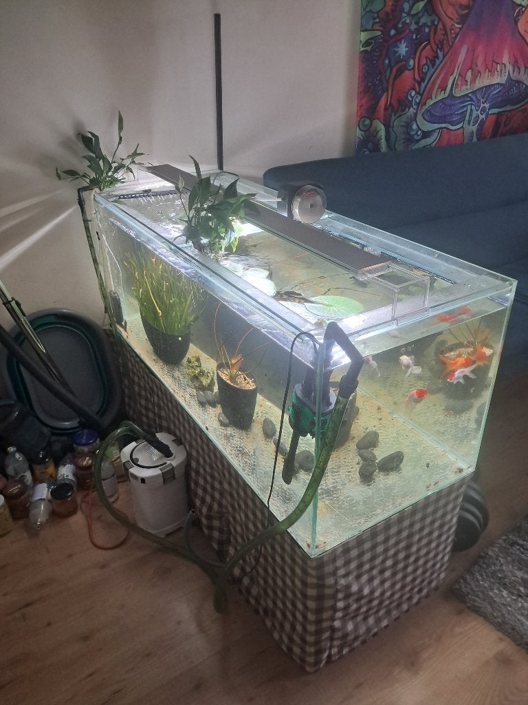 300l aquarium en 10l aquarium met vissen en garnalen, Dieren en Toebehoren, Vissen | Aquaria en Toebehoren, Ophalen, Inclusief vissen