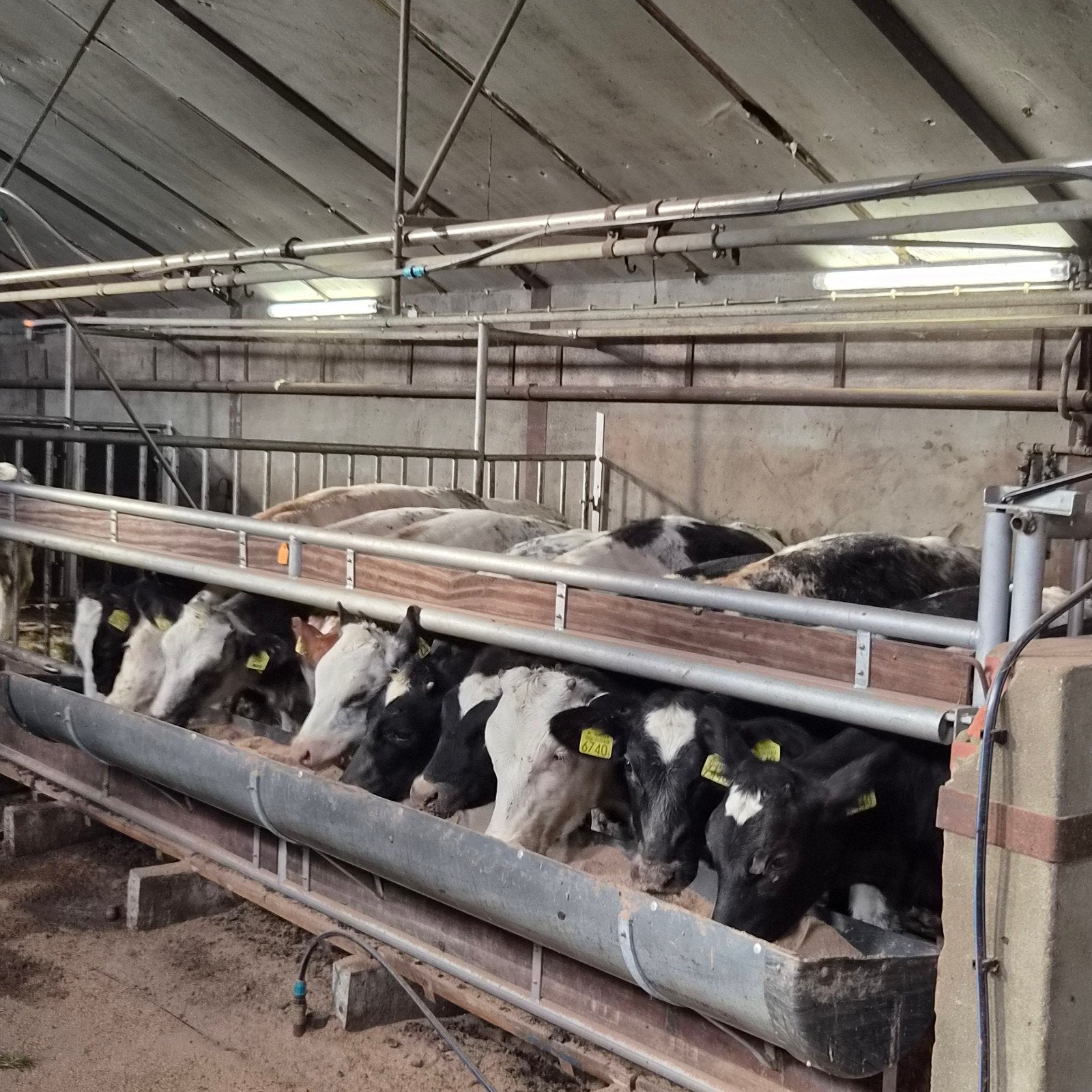 vaarskalveren, Vrouwelijk, 0 tot 2 jaar