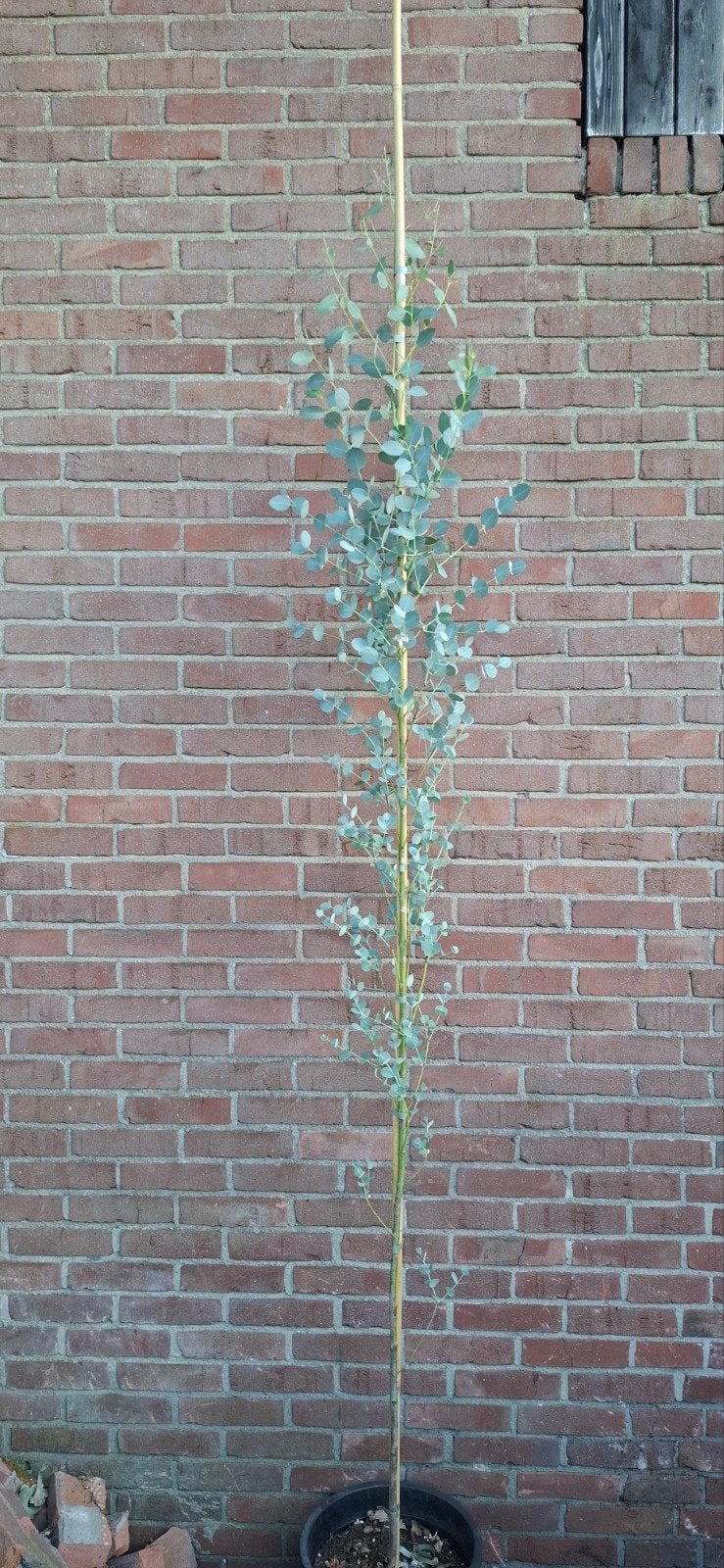 Eucalyptus gunnii, cidergomboom, Ophalen, Overige soorten