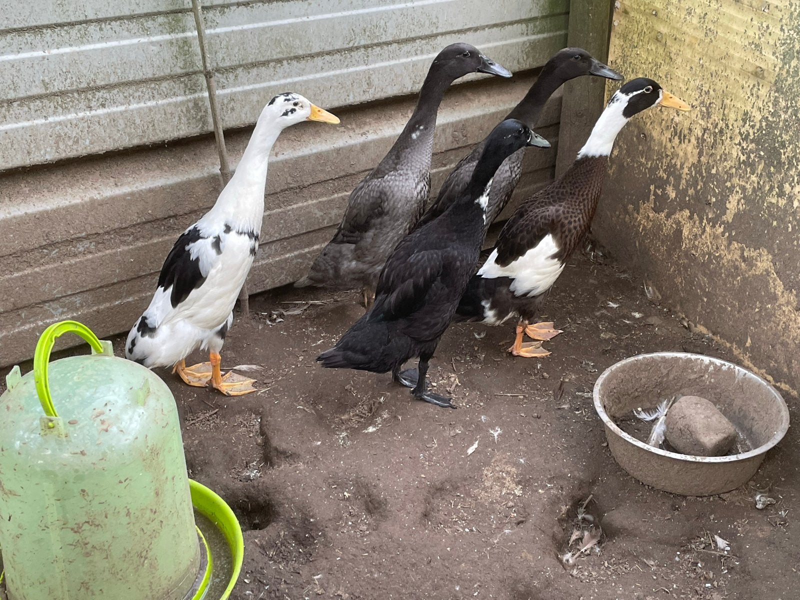 Te koop jonge Indische loopeenden, Dieren en Toebehoren, Mannelijk, Eend