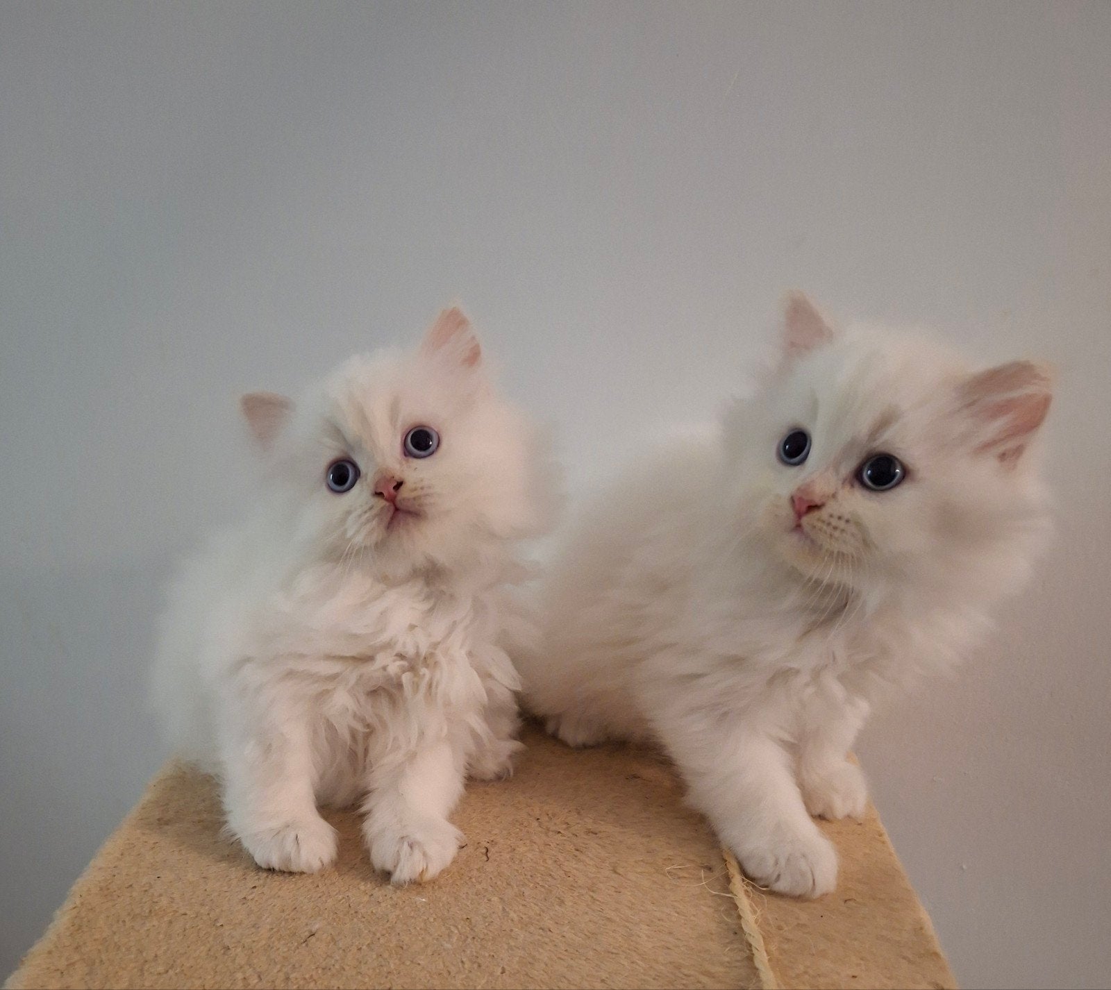 Te koop perzische kittens, Dieren en Toebehoren, Kater, Ontwormd, 0 tot 2 jaar