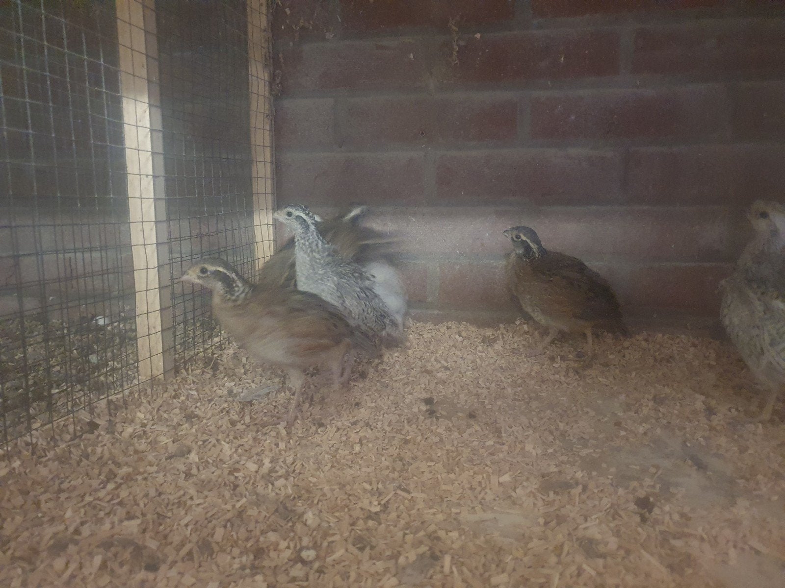 boomkwartels, Meerdere dieren