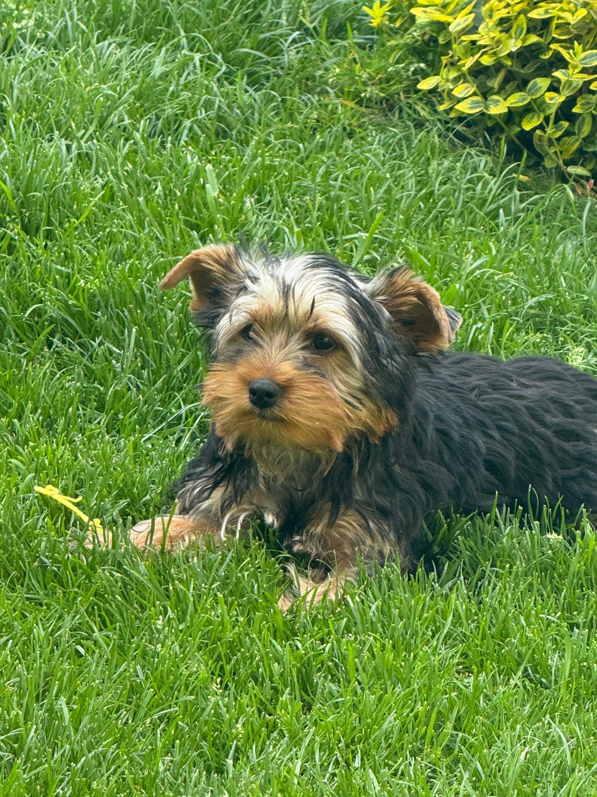 Yorkshire terrier pups, Dieren en Toebehoren, België, 15 weken tot 1 jaar, Meerdere, Meerdere dieren