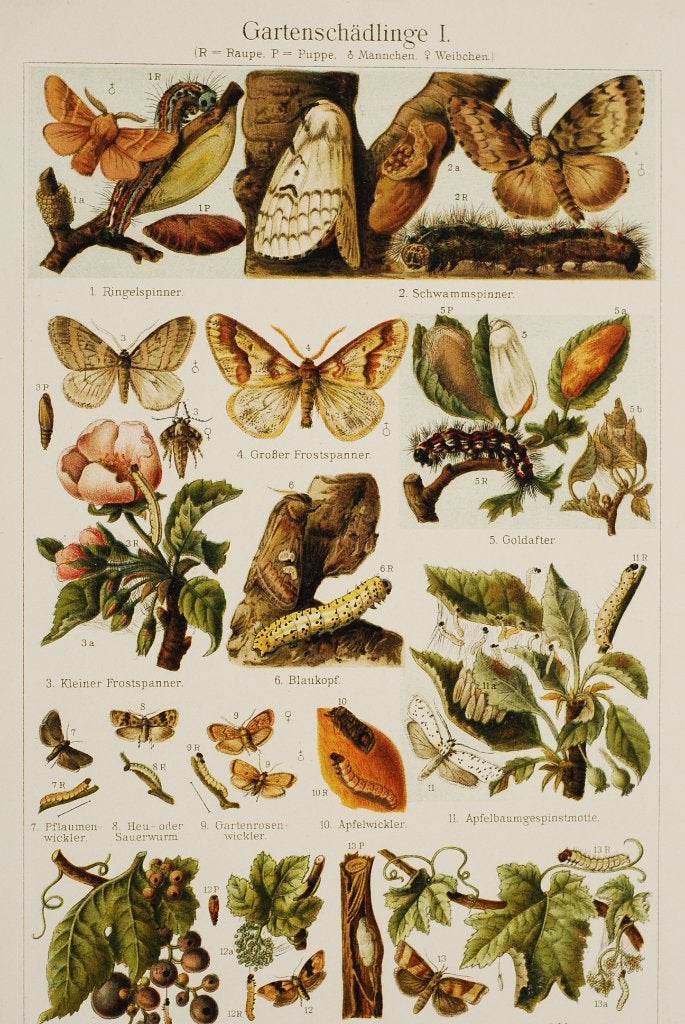 Tuinplagen motten en vlinders - Antieke illustratie uit 1906, Verzenden, Zo goed als nieuw, Voor 1940, Dier