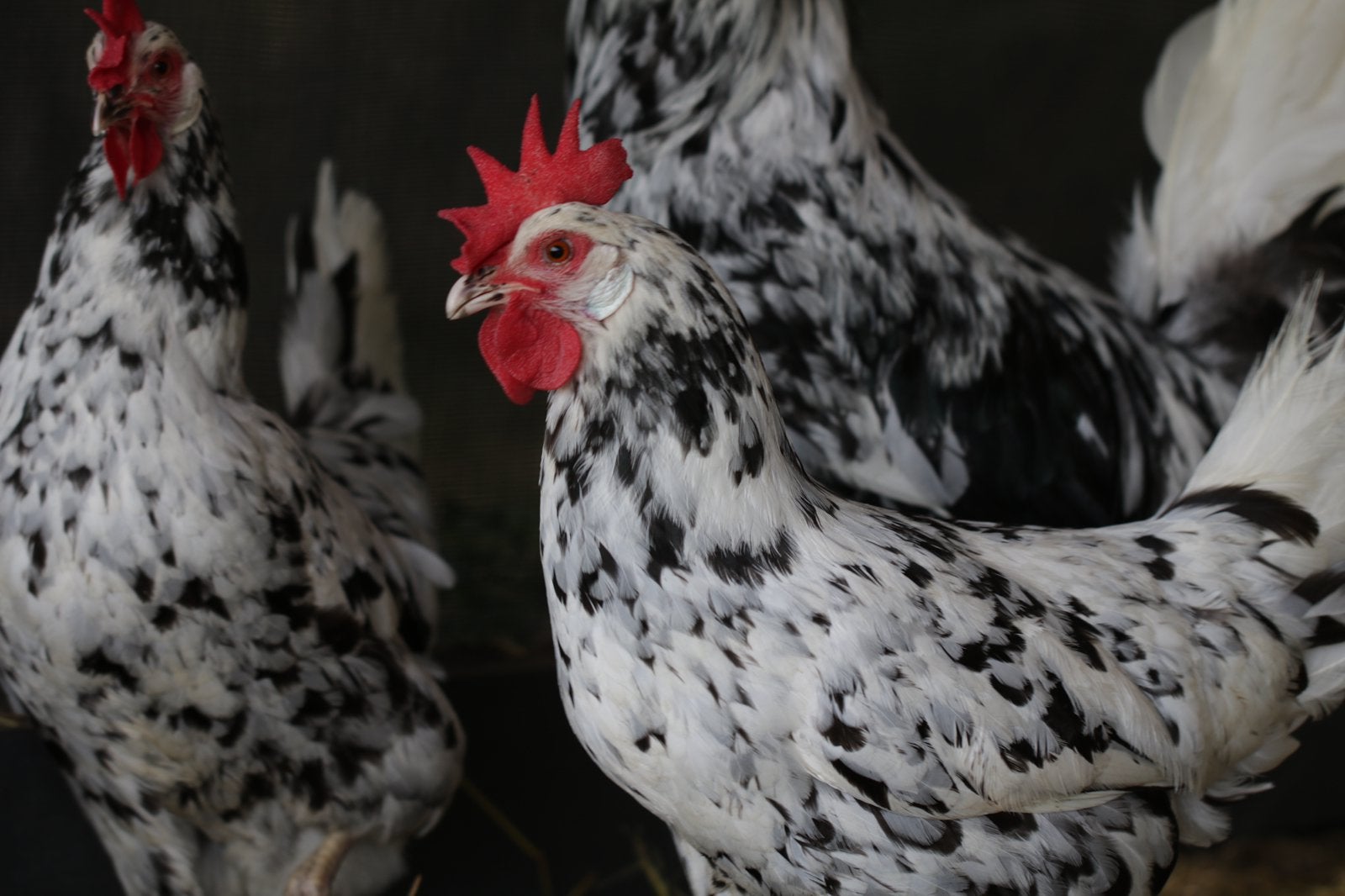 Bonte leghorn broedeieren, Geslacht onbekend, Kip