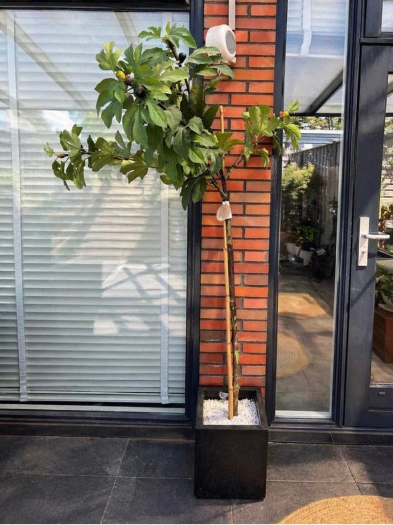 Vijfenboom kunst, Overige soorten, 100 tot 250 cm, Zomer, Ophalen
