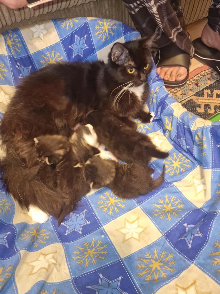 3 lieve RAGDOLL kittens te koop, Dieren en Toebehoren, Meerdere dieren