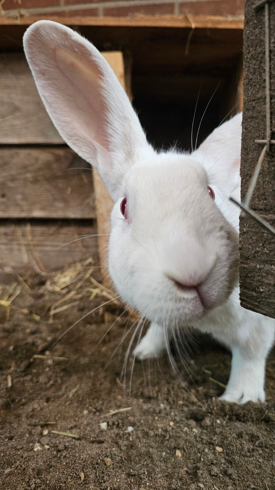 Lieve, mooie ram te koop aangeboden., Dieren en Toebehoren, Konijnen, Mannelijk