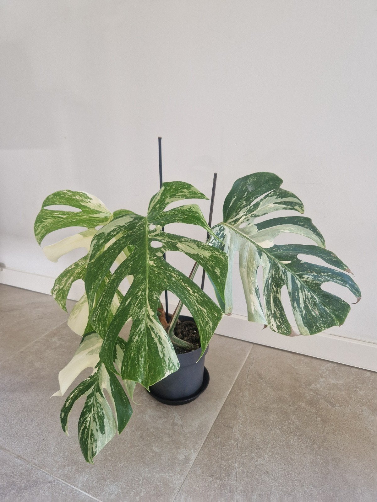 Kamerplant, Ophalen, Halfschaduw, Minder dan 100 cm