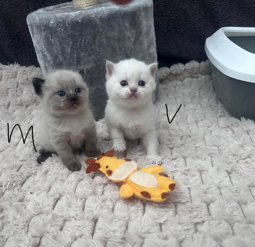 Raszuivere britse korthaar lilac, blue en meer, Dieren en Toebehoren, Katten en Kittens | Raskatten | Korthaar, Meerdere dieren