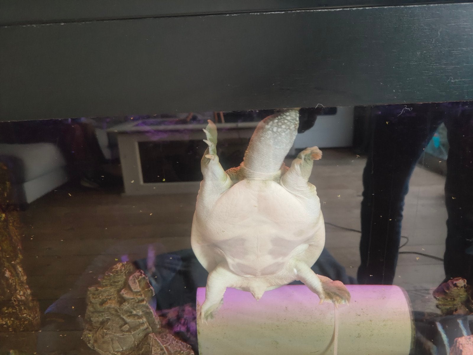 Chinese Softshell Turtle Turtle photo 6