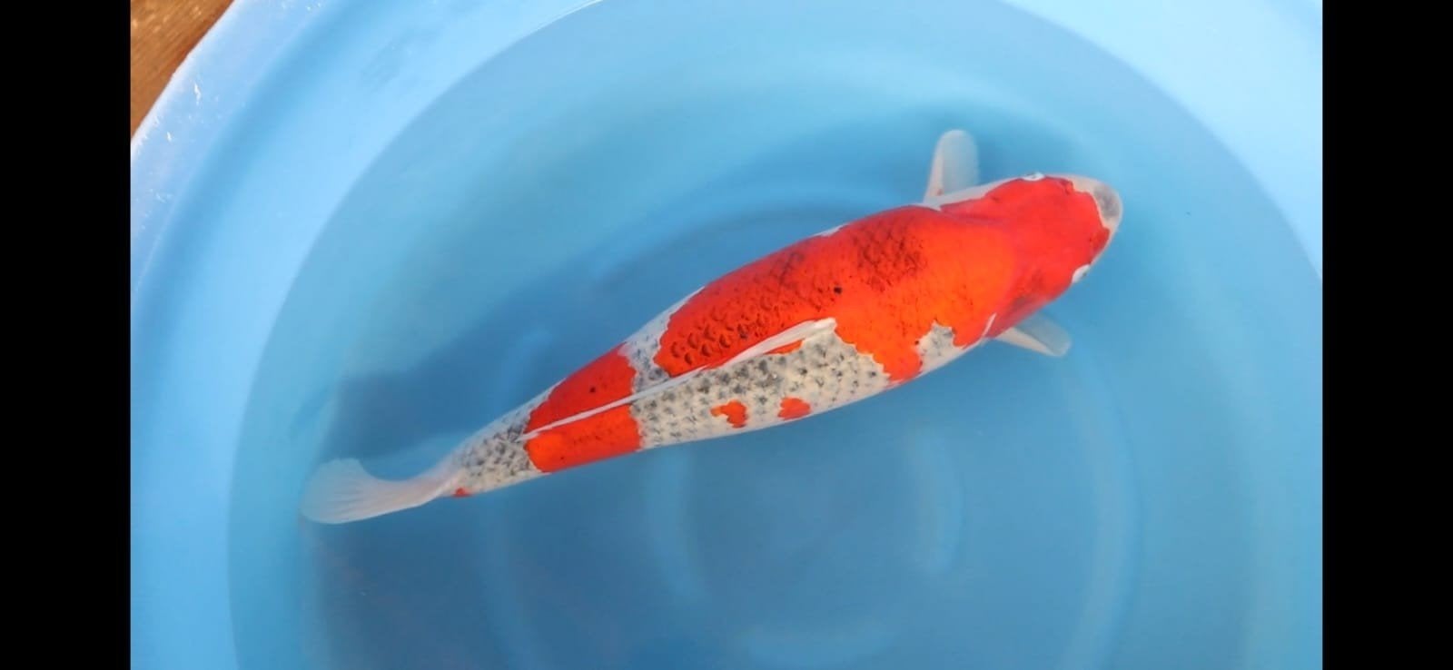 Goshiki 65 cm Gosai Yagenji koi farm female, Karper of Koi