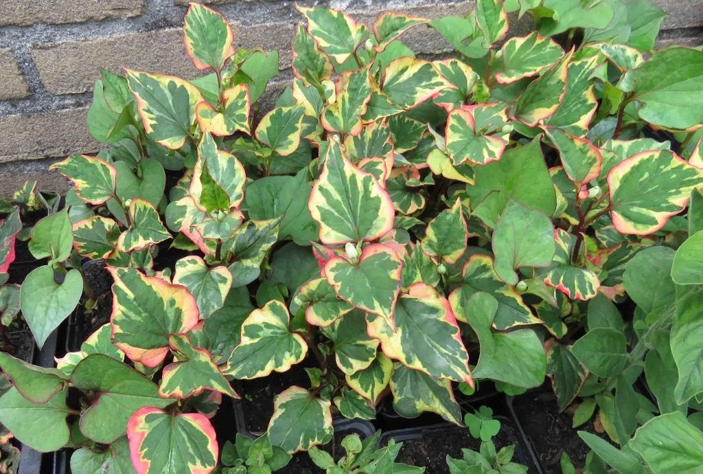 Vaste plant :  Houttuynia  Cordata  2 euro, Volle zon, Vaste plant, Zomer, Ophalen