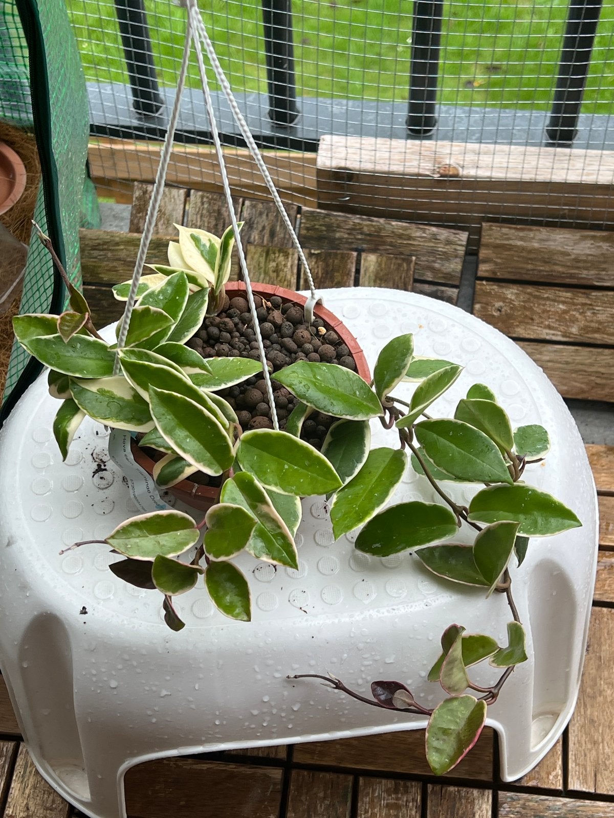Hoya flamingo dream - Hangplant, Huis en Inrichting, Overige soorten, In pot, Minder dan 100 cm, Groene kamerplant